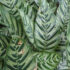 Calathea Australia Guide 2025: Expert Growing, Care guide & tips