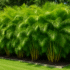 Golden Cane Palm Watering Schedule Australia How Often & Much