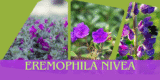 Eremophila Nivea: The Silky Emu Bush Every Australian Garden Needs (2025 Guide)