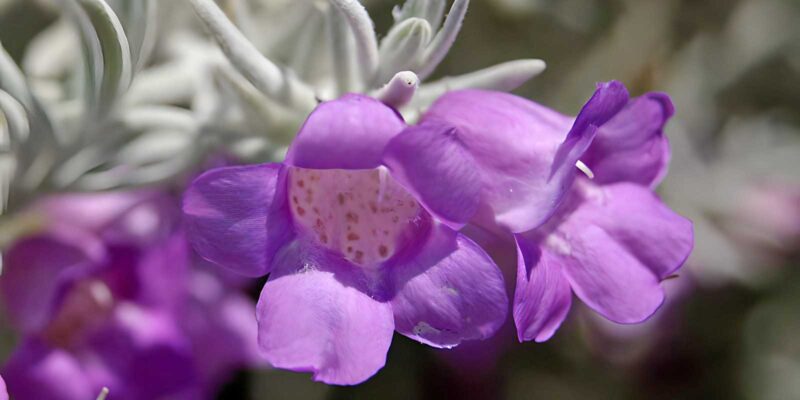 Eremophila Nivea: The Silky Emu Bush Every Australian Garden Needs