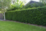 Ficus Hillii: The Ultimate Australian Hedging & Care Guide (2026-27