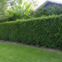 Syzygium Australe (Lilly Pilly) Australia: Growing Care Hedge Guide