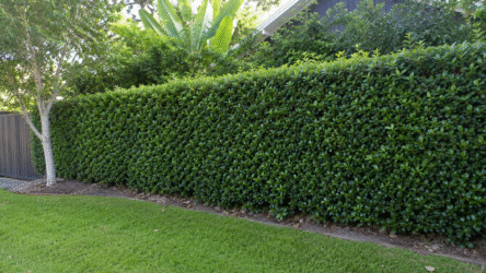 Ficus Hillii: The Ultimate Australian Hedging & Care Guide (2026-27