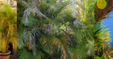 Golden Cane Palm Problems in Australia: Tips & Easy Fixes