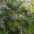 The 365 Day Lawn Australia: All-Seasons Turf for Better Outdoors