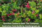 Grevillea Canberra Gem: The Complete Australian Care Guide