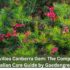 Green Walls Australia: Living vs Artificial Green Wall Panels, Costs & Ideas