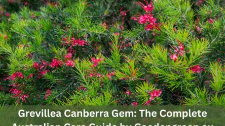 Grevillea Canberra Gem: The Complete Australian Care Guide