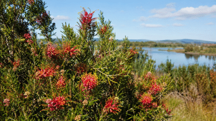 Grevillea Canberra Gem: The Complete Australian Care Guide