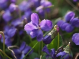 Hardenbergia Violacea Australia: Easy Growing Guide, Flowering Fixes & Care Tips (2025)