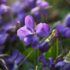 Eremophila Nivea: The Silky Emu Bush Every Australian Garden Needs (2025 Guide)