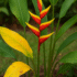 Companion Plants for Heliconias in Australia: Gingers & Bananas
