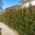 Grevillea Canberra Gem Problems: Yellow Leaves, Dieback & Easy Fixes