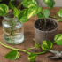 Why Your Devil’s Ivy Leaves Are Yellow (And How to Fix Root Rot)