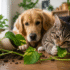 How to Propagate Devil’s Ivy: Water vs. Soil & Exactly Where to Cut