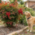 Banksia ‘Birthday Candles’ Problems: Why It’s Dying & How to Save It