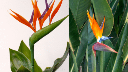 Strelitzia Nicolai vs Reginae: Which Is Better for Australia
