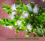 Lemon Myrtle Décor Ideas: My Personal Journey with a Fragrant Plant