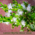 Lemon Myrtle: Types, Regional Suitability expert guide for Aussie