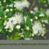 Lemon Myrtle: Types, Regional Suitability expert guide for Aussie