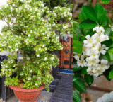 Murraya Paniculata (Orange Jasmine) growing guide for Australian