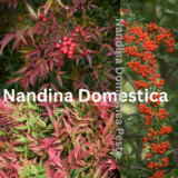 Nandina Domestica Pests & Diseases Australia Care & Fixes 2025