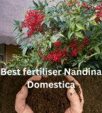 Best Fertiliser for Nandina Domestica, Australia Feeding Guide