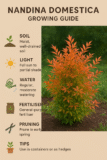 Nandina Domestica care/growing guide in Australian landscaping