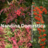 Best Fertiliser for Nandina Domestica, Australia Feeding Guide
