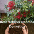Nandina Domestica Hedging Ideas, Privacy Australian guide 2025