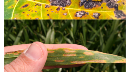 Common Hakea Laurina Problems in Australia How to Fix Yellow Leaves & Pests