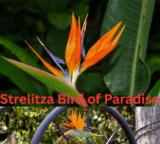 Strelitzia Bird of Paradise Australia: Growing & Care Guide 2025