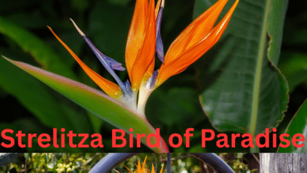 Why Is My Bird of Paradise Not Flowering? Top Australian Fixes