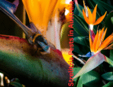 Strelitzia Pests in Australia 2026 How to Identify Scale & Mealybugs