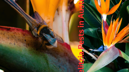 Strelitzia Pests in Australia 2026 How to Identify Scale & Mealybugs