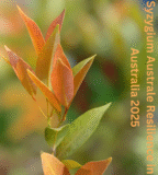 Syzygium Australe Resilience in Australia 2025: Complete Guide