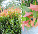 Syzygium Australe (Lilly Pilly) Australia: Growing Care Hedge Guide