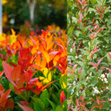 Syzygium Australe Varieties & Artificial Hedges Australia 2025 Guide