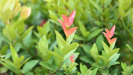 Syzygium Australe (Lilly Pilly) Australia: Growing Care Hedge Guide