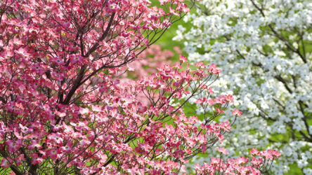 How to Grow Teddy Bear Magnolia Tree Australia: planting tips 2025