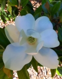 Teddy Bear Magnolia tree Australia: Growing guide & Artificial