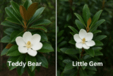 Teddy Bear Magnolia vs Little Gem: Which Is Better for Aussie Garden