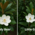How to Grow Teddy Bear Magnolia Tree Australia: planting tips 2025