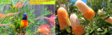 Banksia vs Grevillea Care: Which Native Plant is Better for Australian Garden 2025?