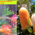 How to Grow Banksia from Seed in Australia, Easy guide 2025