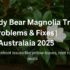 How to Grow Teddy Bear Magnolia Tree Australia: planting tips 2025