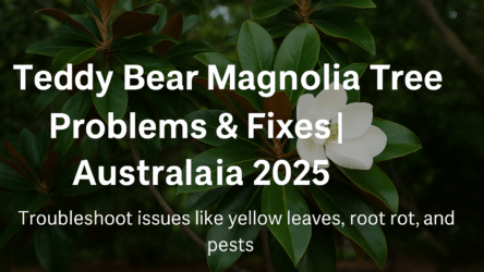 Teddy Bear Magnolia Problems & Fixes Australia 2025