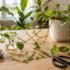 How to Train Devil’s Ivy to Climb Walls and Moss Poles