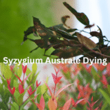 Why Is Syzygium Australe Dying? Fix Yellow Leaves Australia