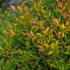 How to Grow a Dense Grevillea Canberra Gem Hedge (Spacing & Pruning)